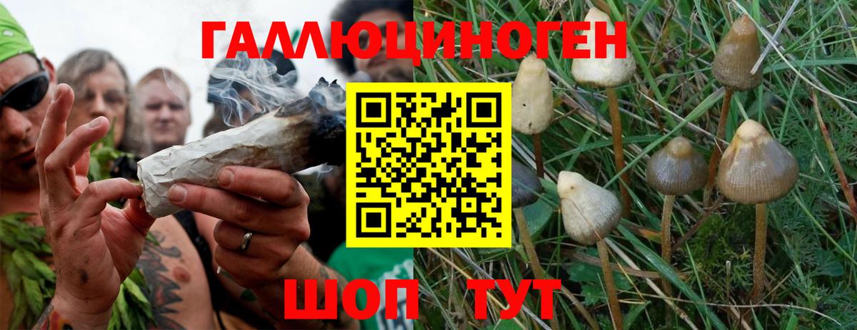 Галлюциногенные грибы Cubensis Ставрополь
